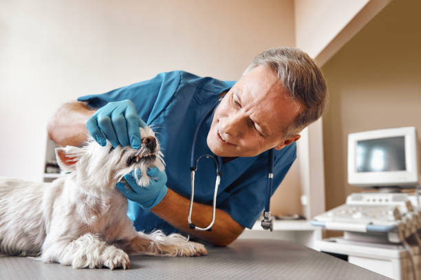 Best Emergency Treatment for Toothache in James City, NC